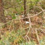 Sprzątanie Świata – Polska 2025